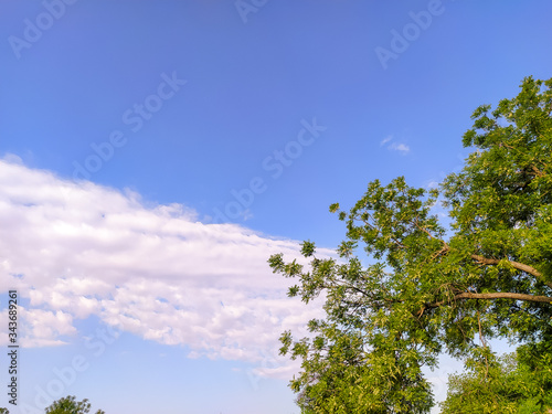 tree and sky