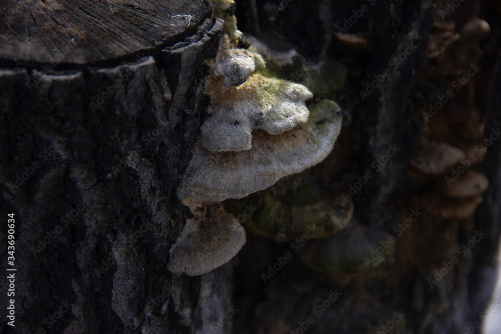 tree fungus on the stump of a felled tree. Parasite on a tree. tree fungus on the stump of a felled tree. Parasite on a tree.