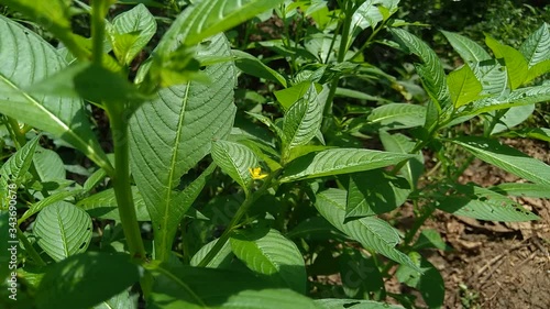 Close up green Jussiaea linifolia (Fissendocarpa linifolia, Ludwigia linifolia, Ludwigia hyssopifolia) with natural background. photo