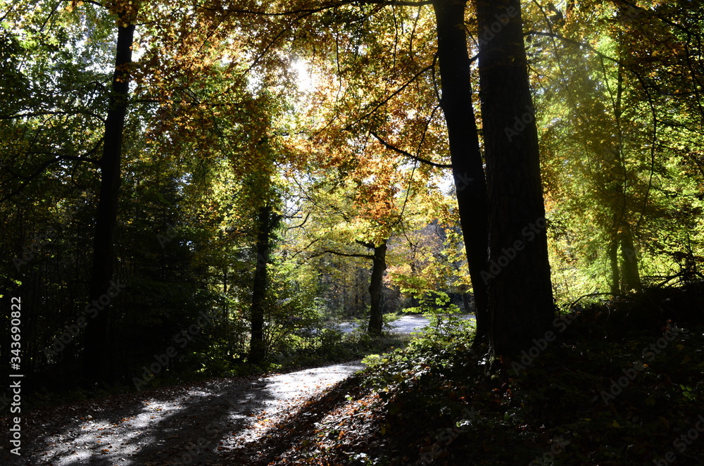 Fototapeta premium Autumn woods and road