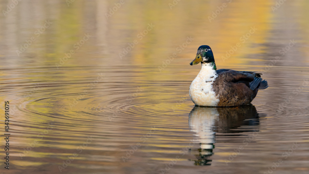 duck on the lake duck on the lake
