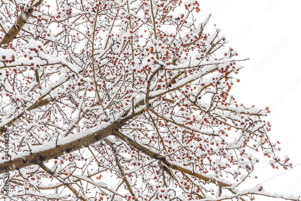 Obraz premium Brown wild apple tree branches covered with white fluffy snow are in winter day