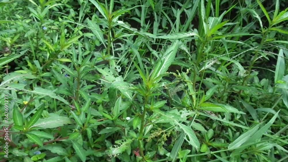Close up green Jussiaea linifolia (Fissendocarpa linifolia, Ludwigia linifolia, Ludwigia hyssopifolia) with natural background. Close up green Jussiaea linifolia (Fissendocarpa linifolia, Ludwigia linifolia, Ludwigia hyssopifolia) with natural background.