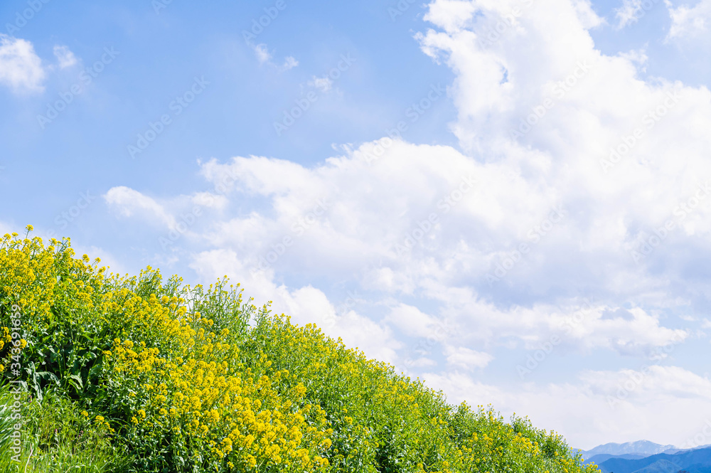 菜の花と青空 菜の花と青空