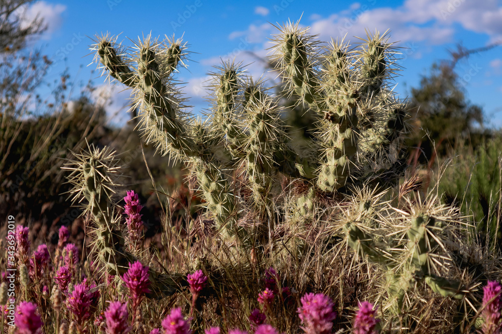 Purple Desert Flowers Blooming with Cholla Cactus Purple Desert Flowers Blooming with Cholla Cactus
