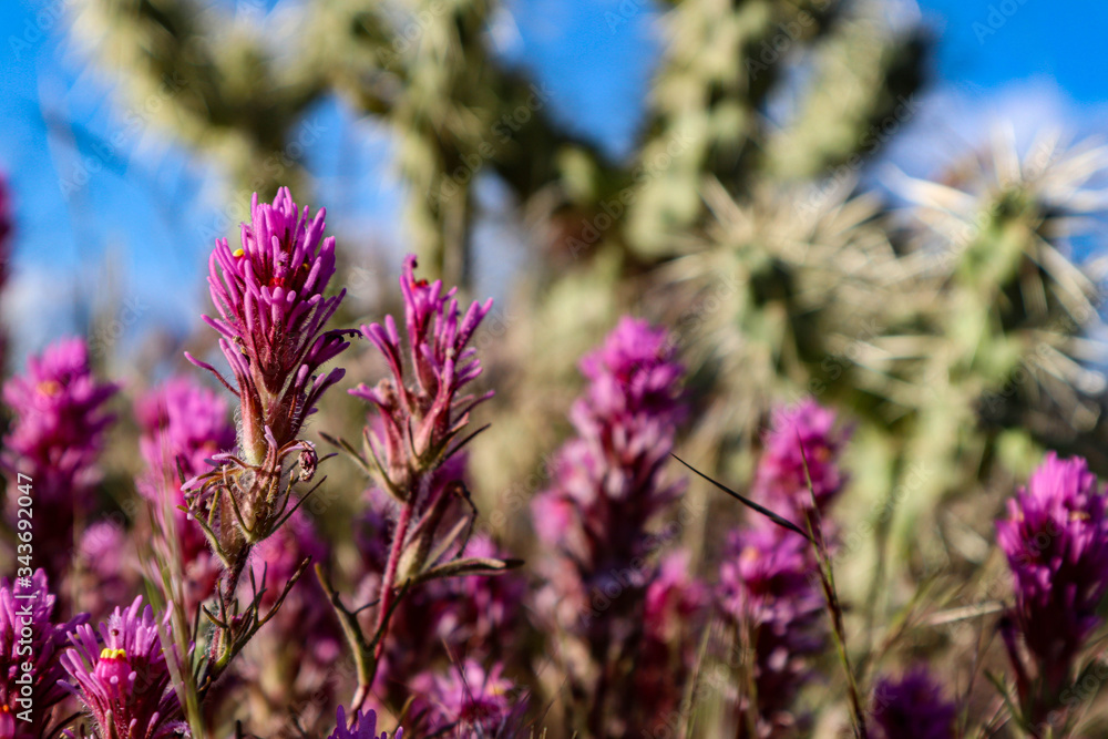 Purple Desert Flowers Blooming in Scottsdale