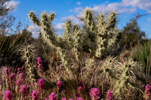 Purple Desert Flowers Blooming with Cholla Cactus