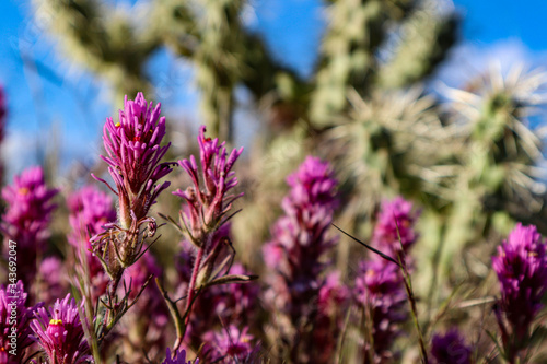 Purple Desert Flowers Blooming in Scottsdale