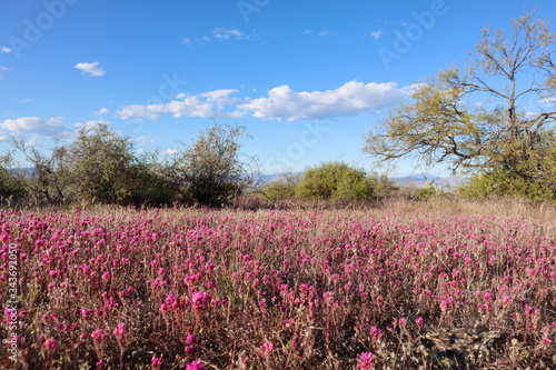 Wallpaper Mural Purple Desert Flowers in Scottsdale Arizona Torontodigital.ca