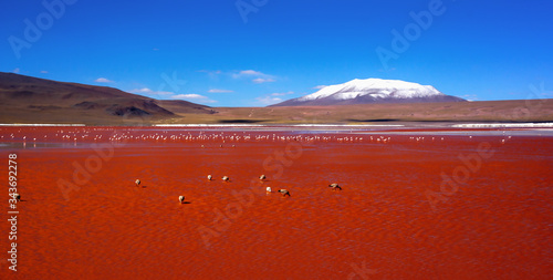 Laguna Colorada with numerous flamingo birds on the background of snow-capped volcano in the Bolivian Andes