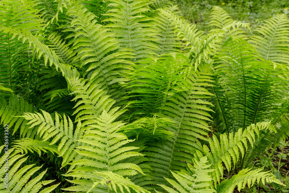 Green fern in a forest