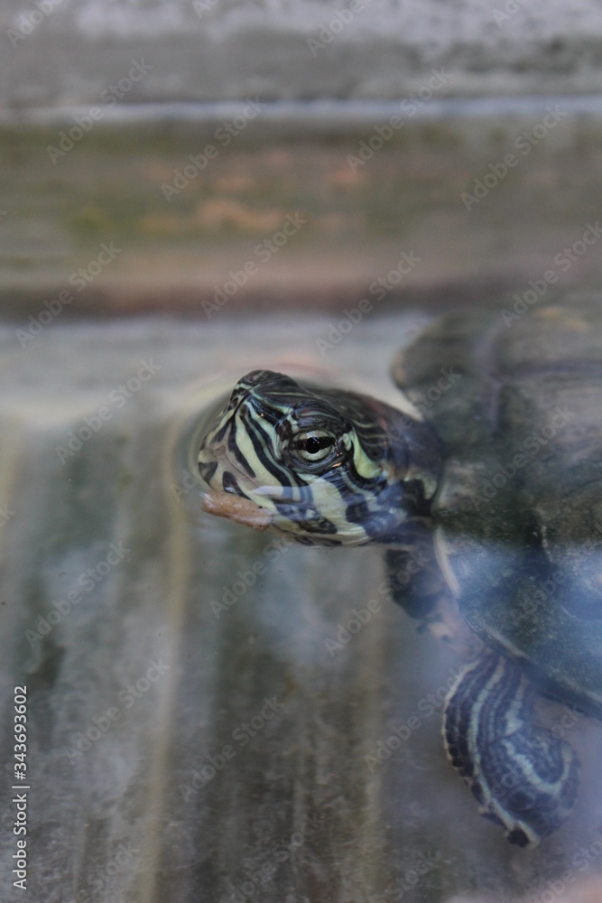 Fototapeta premium Belleza en lo banal