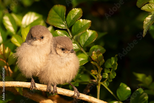 Baby Bushtits (psaltriparus minimus) perch and cuddle on a branch