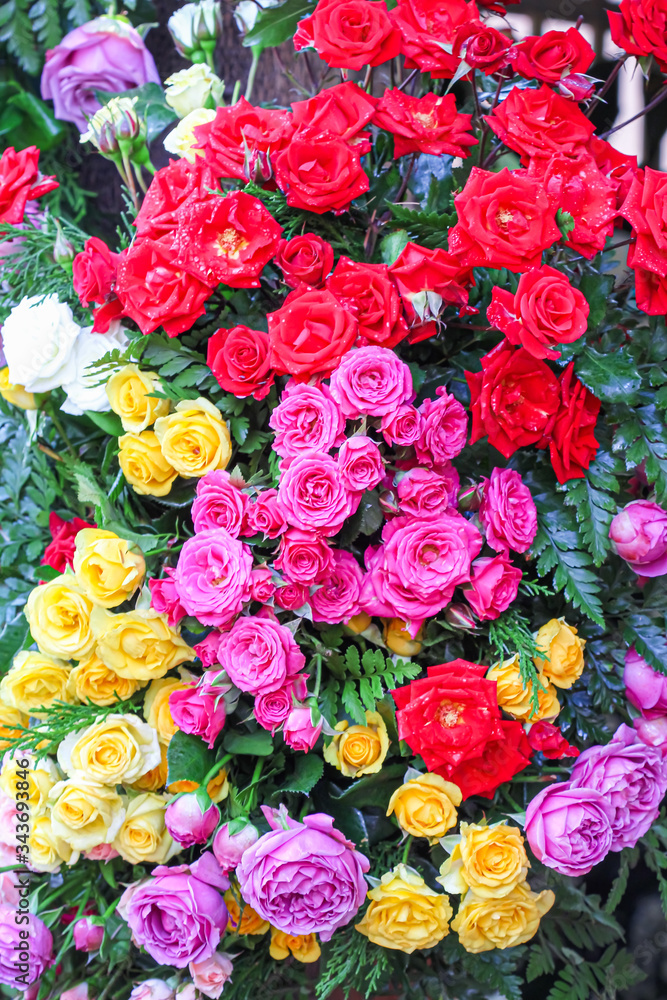 Roses multicolored colorful flowers  decoration with green fern leaves on background