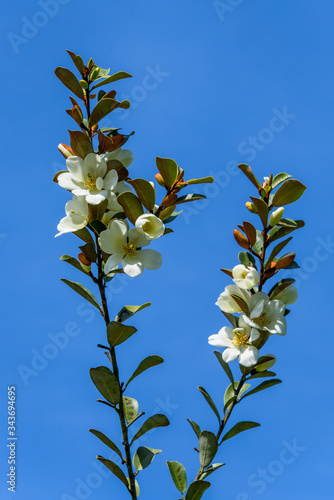 White flowers of magnolia laevifolia blooming against blue sky background
 photo