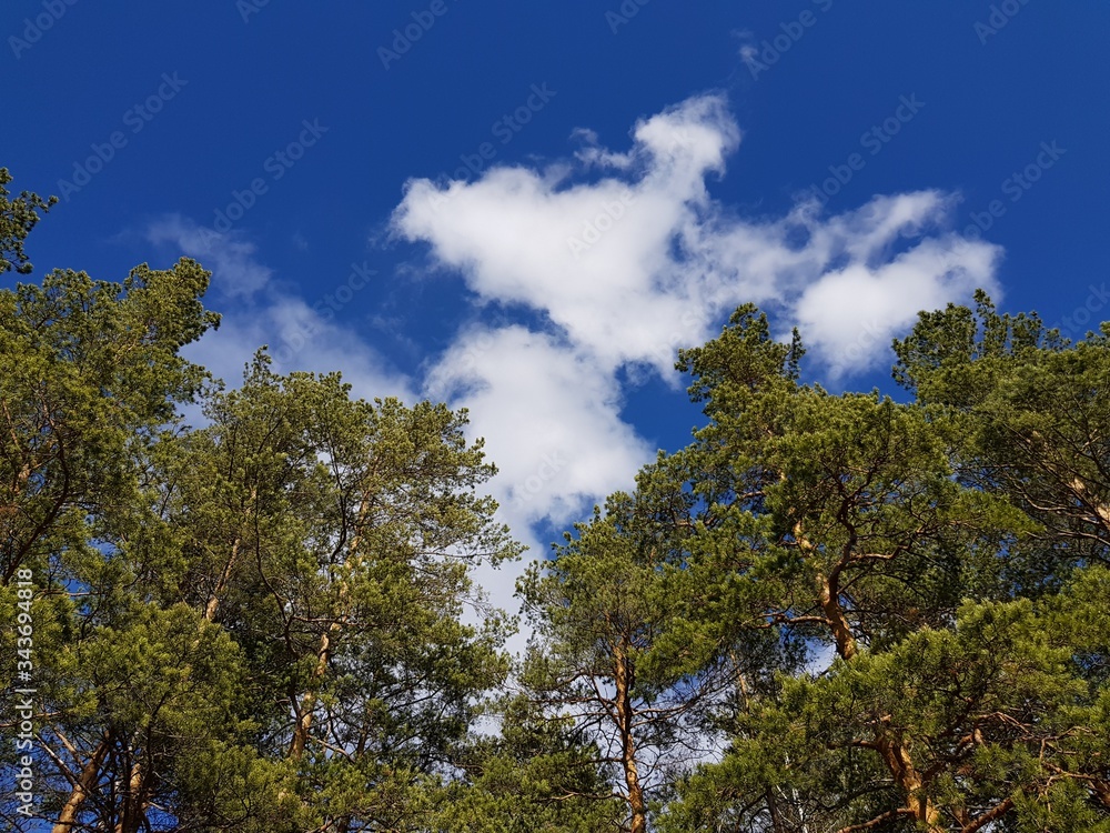 Trees on a background of blue sky