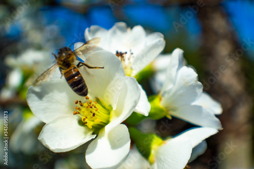 bee on flower © Federico