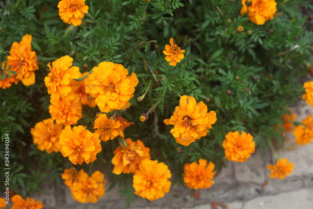 SEVERAL GOLD FLOWERS, GREEN LEAVES SEVERAL GOLD FLOWERS, GREEN LEAVES