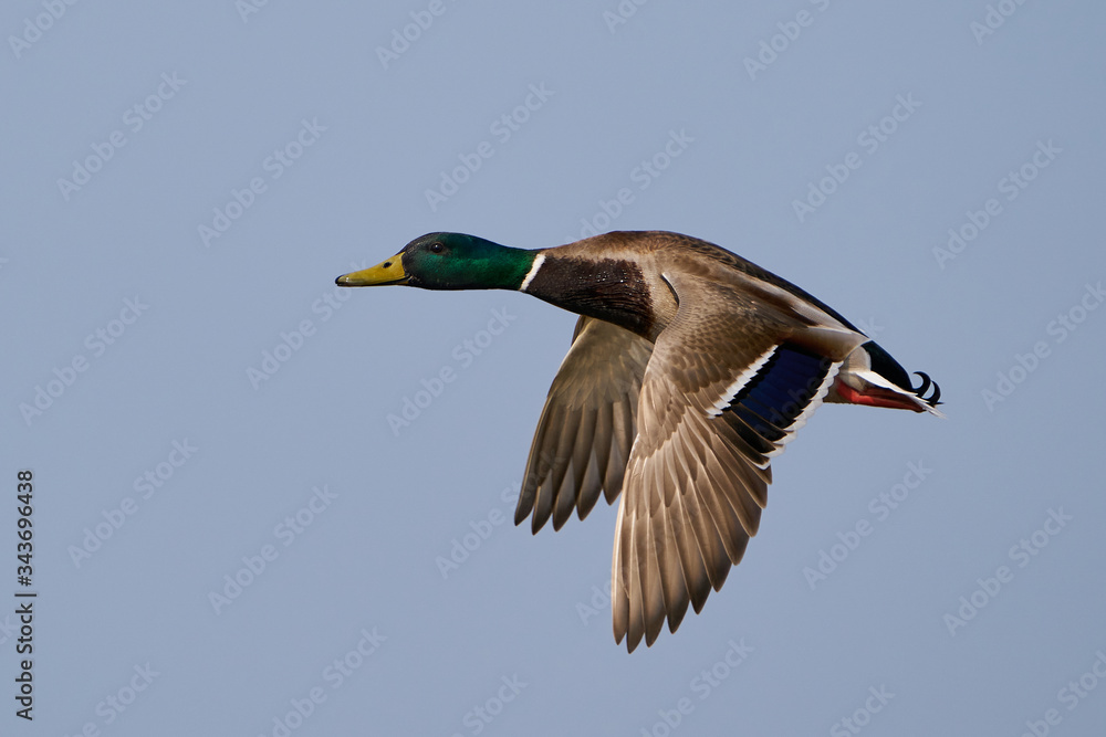 Fototapeta premium Mallard (Anas platyrhynchos)