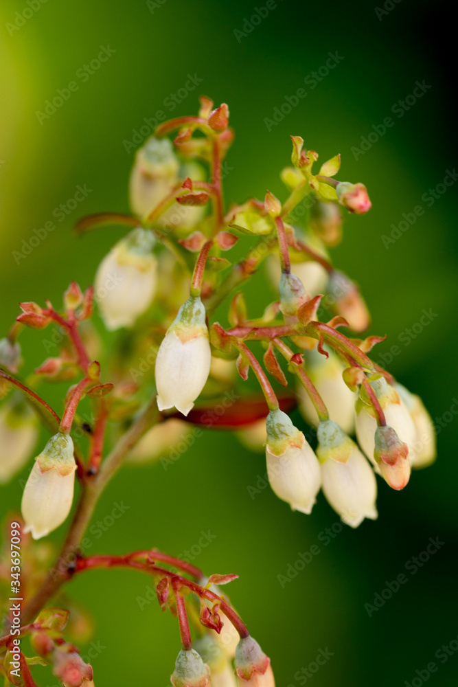 Obraz premium ビルベリーの花のマクロ