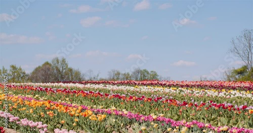 Wallpaper Mural Beautiful Tulips Blooming on Flowers Plantation Torontodigital.ca