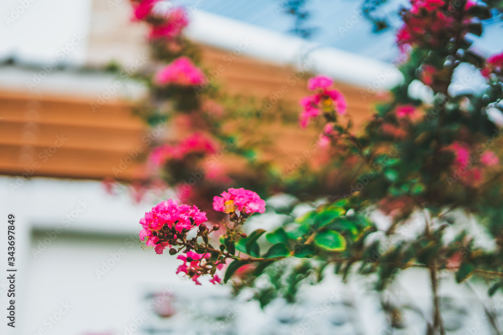 Naklejka premium The flower so beautiful with blur background and select focus