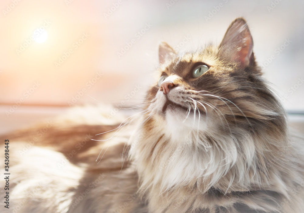 Closeup portrait of long haired cat and soft focus of sunset in background