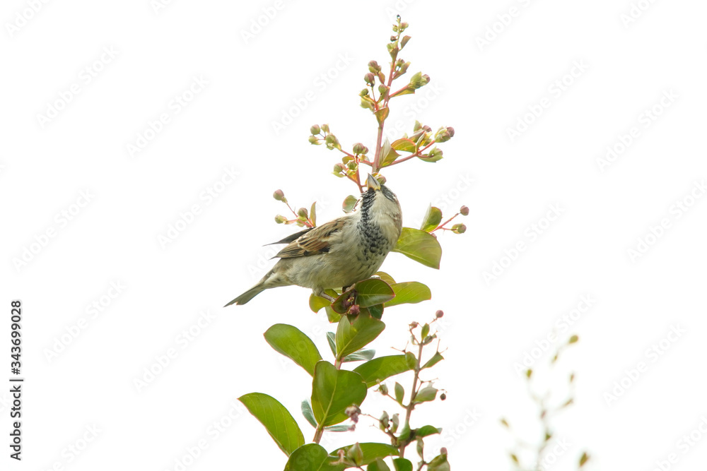 Fototapeta premium House Sparrow bird on a branch