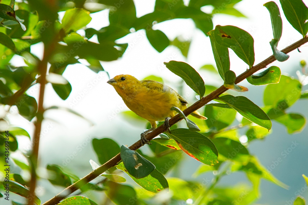 Sicalis flaveola bird on the tree Sicalis flaveola bird on the tree