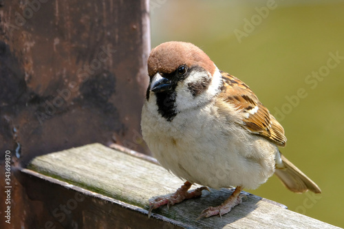 sparrow closeup