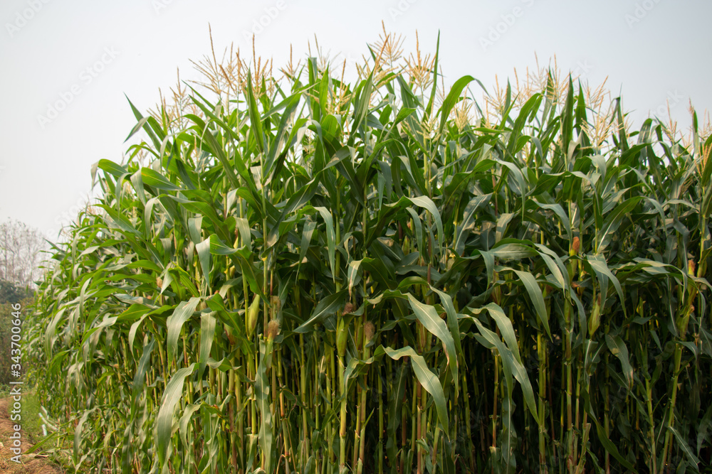 Obraz premium Corn plantation.