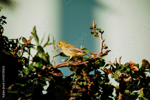 Sicalis flaveola bird on the tree photo