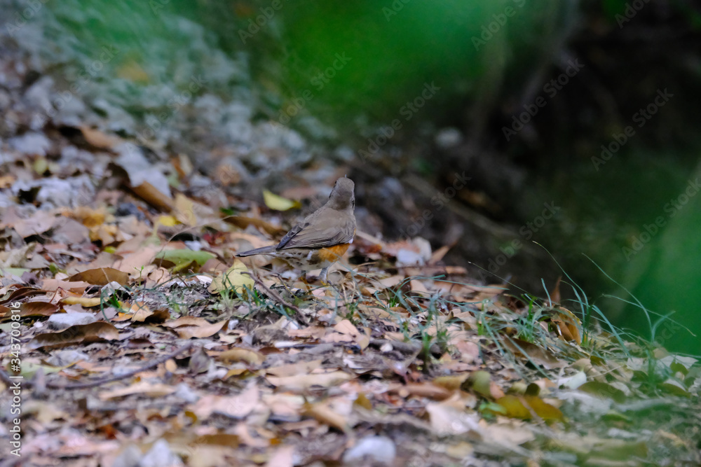 browned headed thrush in forest browned headed thrush in forest