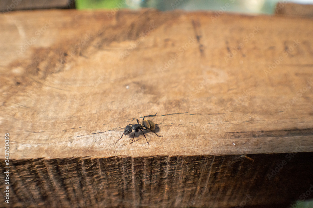 Obraz premium hormiga en tabla 