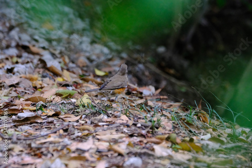 browned headed thrush in forest
