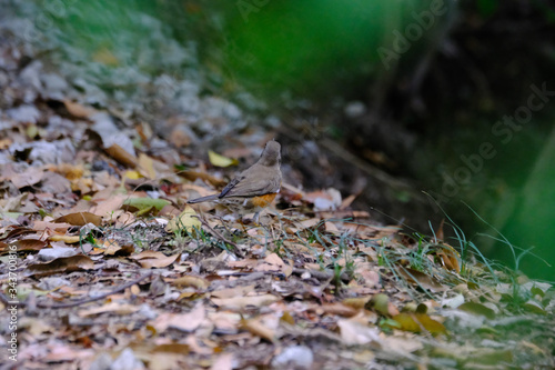 browned headed thrush in forest © Matthewadobe