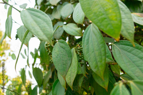 Wallpaper Mural Pepper Garden Farm. Torontodigital.ca
