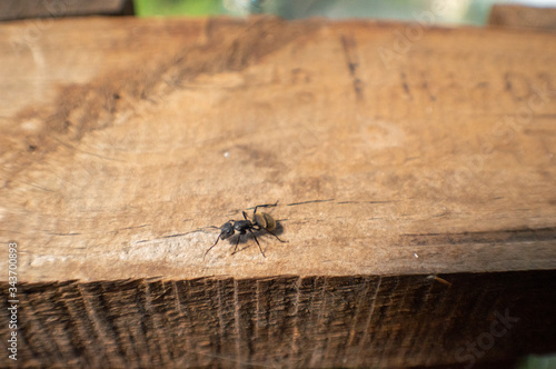 hormiga en tabla 