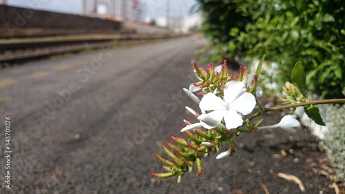 White flowers at the train station © Abderrahmane
