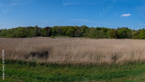 A panorama  shot of the Lesum in Bremen towards Knoops Park in the required area is a lot of wheat