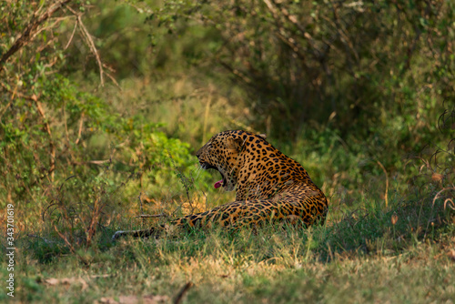 Photography Yawning Leopard
