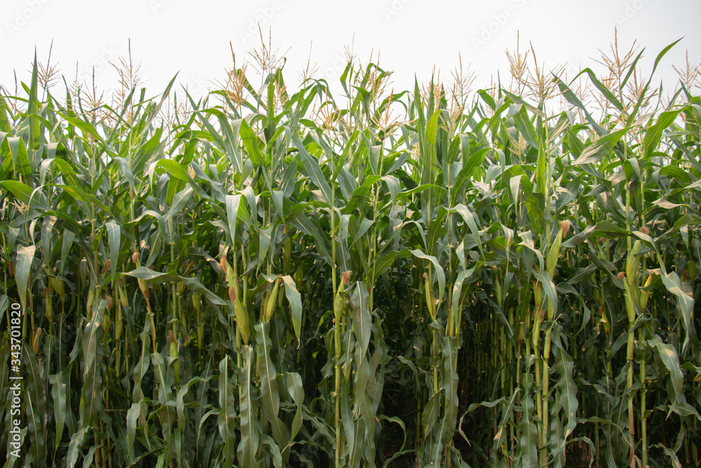 Obraz premium Corn plantation.