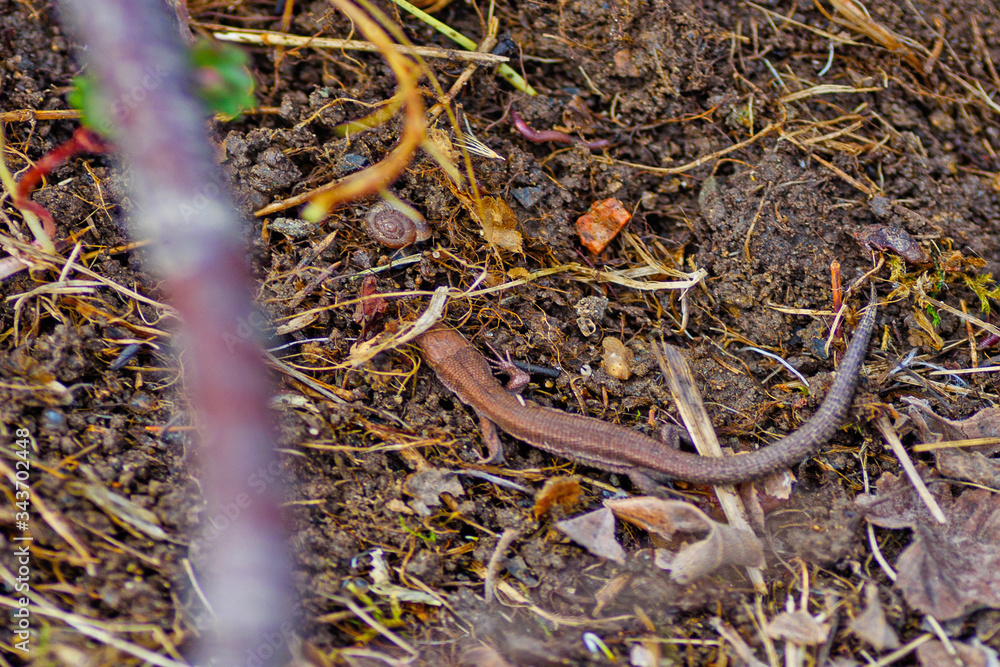 Under the spring sun an insect larva and a lizard Wake up Under the spring sun an insect larva and a lizard Wake up