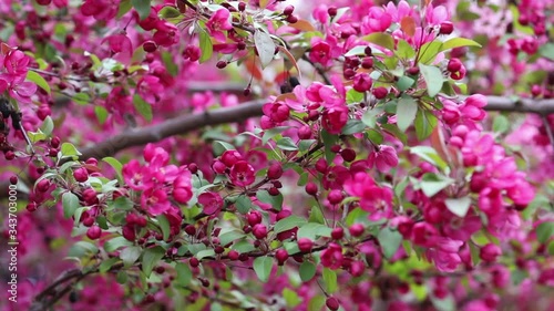 Wallpaper Mural Blooming pink flowers of small apple tree Torontodigital.ca