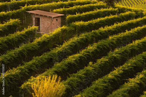 vineyards landscape in barolo area italy photo