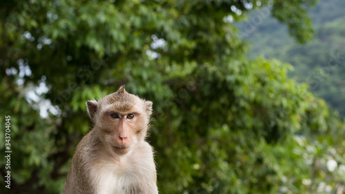 Wild Monkeys in Thailand © PARINYA