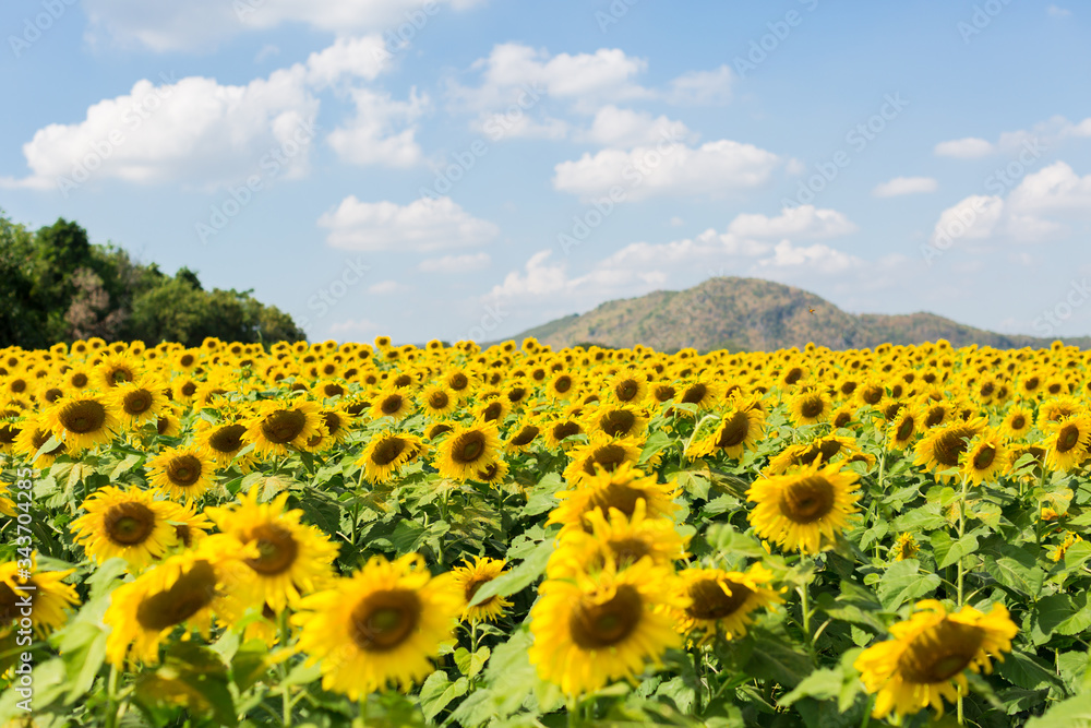 field of sunflowers in the summer field of sunflowers in the summer
