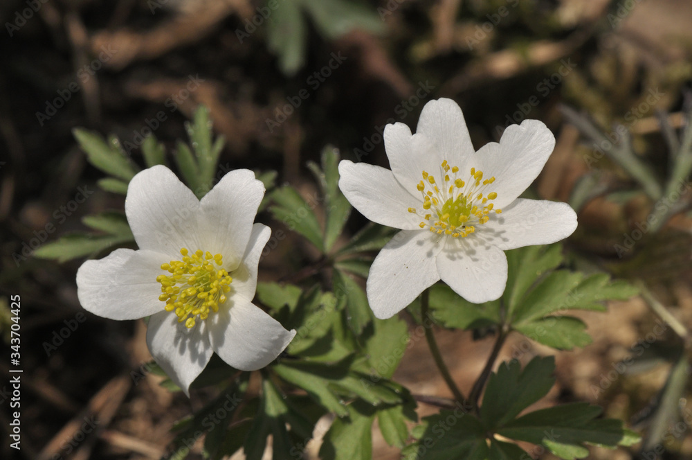 Buschwindröschen strecken sich zur Sonne