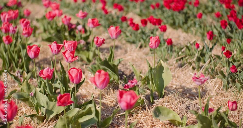 Beautiful Tulips Blooming on Flowers Plantation Beautiful Tulips Blooming on Flowers Plantation