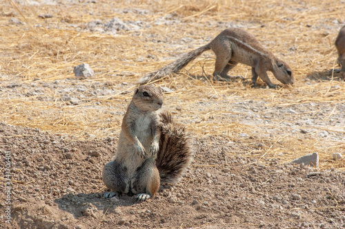 African Cape ground squirrel, Xerus inauris, in Etosha National Park, Namibia, Africa